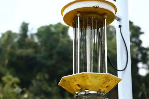 妖里妖氣的古樹(shù)茶——廣別古樹(shù)