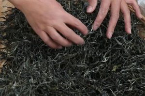 刮風(fēng)寨普洱茶滋味如何？