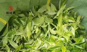 小勐宋山：順時興探秘哈尼族茶韻之地