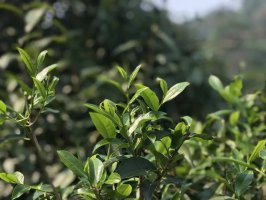 2025年曼松古樹(shù)春茶價(jià)格