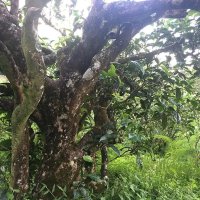 老曼峨，它撐起了布朗名山的筋骨