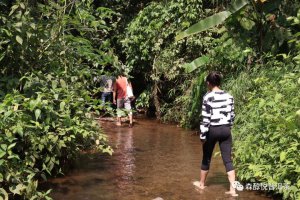 易武茶區(qū)的純凈野韻山頭——蟒蛇箐